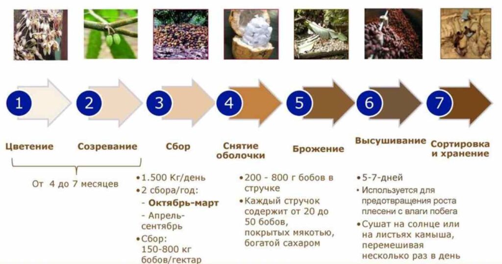 Производство какао